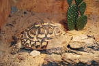 Welt der Reptilien in der Wiedingsburghalle (Foto: nnz-City Scout: Sven Gämkow) Welt der Reptilien in der Wiedingsburghalle (Foto: nnz-City Scout: Sven Gämkow)
