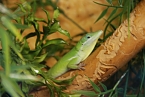 Welt der Reptilien in der Wiedingsburghalle (Foto: nnz-City Scout: Sven Gämkow) Welt der Reptilien in der Wiedingsburghalle (Foto: nnz-City Scout: Sven Gämkow)