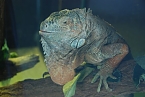 Welt der Reptilien in der Wiedingsburghalle (Foto: nnz-City Scout: Sven Gämkow) Welt der Reptilien in der Wiedingsburghalle (Foto: nnz-City Scout: Sven Gämkow)