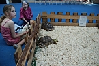 Welt der Reptilien in der Wiedingsburghalle (Foto: nnz-City Scout: Sven Gämkow) Welt der Reptilien in der Wiedingsburghalle (Foto: nnz-City Scout: Sven Gämkow)