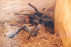 Welt der Reptilien in der Wiedingsburghalle (Foto: nnz-City Scout: Sven Gämkow) Welt der Reptilien in der Wiedingsburghalle (Foto: nnz-City Scout: Sven Gämkow)