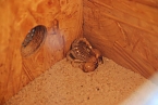 Welt der Reptilien in der Wiedingsburghalle (Foto: nnz-City Scout: Sven Gämkow) Welt der Reptilien in der Wiedingsburghalle (Foto: nnz-City Scout: Sven Gämkow)