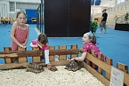 Welt der Reptilien in der Wiedingsburghalle (Foto: nnz-City Scout: Sven Gämkow) Welt der Reptilien in der Wiedingsburghalle (Foto: nnz-City Scout: Sven Gämkow)