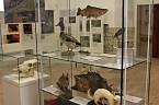Biologische Invasionen (Foto: Karl-Heinz Herrmann)