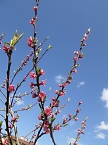 Neue Gartensaison ist er&ouml;ffnet (Foto: Thomas Leipold)