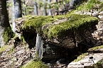 Die Felsen Tour im S&uuml;dharz (Foto: Christian Schelauske)