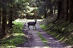 Unterwegs im Naturpark S&uuml;dharz (Foto: Christian Schelauske)