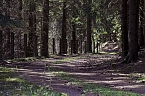 Unterwegs im Naturpark S&uuml;dharz (Foto: Christian Schelauske)