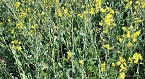 Studien zur Erhaltung der Natur (Foto: Karl-Heinz Herrmann)