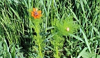 Studien zur Erhaltung der Natur (Foto: Karl-Heinz Herrmann)