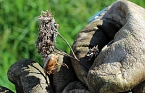 Studien zur Erhaltung der Natur (Foto: Karl-Heinz Herrmann)