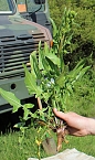Studien zur Erhaltung der Natur (Foto: Karl-Heinz Herrmann)