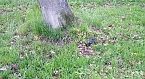 Probleme mit der Sauberkeit (Foto: Karl-Heinz Herrmann)