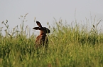 Ernte und Mahd bedeuten Gefahr für Wildtiere (Foto: Tierschutzbund) Ernte und Mahd bedeuten Gefahr für Wildtiere (Foto: Tierschutzbund)