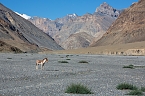 Impressionen vom Indischen Himalaya (Foto: T. Graner)