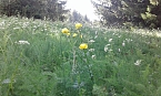 Gesucht wird: Die Trollblume (Foto: Bodo Schwarzberg) Gesucht wird: Die Trollblume (Foto: Bodo Schwarzberg)