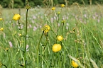 Gesucht wird: Die Trollblume (Foto: Bodo Schwarzberg) Gesucht wird: Die Trollblume (Foto: Bodo Schwarzberg)