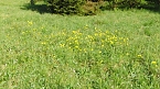 Gesucht wird: Die Trollblume (Foto: Bodo Schwarzberg) Gesucht wird: Die Trollblume (Foto: Bodo Schwarzberg)