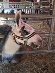 Hilfe f&uuml;r Zirkus (Foto: S.Schard)