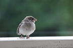 Junger Haussperling auf entdeckungstour (Foto: Eva Maria Wiegand)