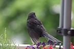 Amselm&auml;nnchen trocknet seine Federn nach einem Regenguss (Foto: Eva Maria Wiegand)