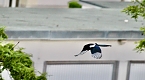 Wer ist hier der J&auml;ger? (Foto: Eva Maria Wiegand)