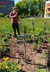 Ein "MILPA"-Beet für Sondershausen (Foto: Katrin Sieber) Ein "MILPA"-Beet für Sondershausen (Foto: Katrin Sieber)
