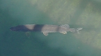 Tierische Schnappsch&uuml;sse rund um den Stausee Kelbra (Foto: Ulrich Reinboth)