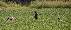 Tierische Schnappsch&uuml;sse rund um den Stausee Kelbra (Foto: Ulrich Reinboth)