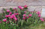 Sonntagsbesuch in der Orangerie in Bendeleben (Foto: Eva Maria Wiegand)