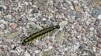 Schnetterlingraupe (Kleiner Fuchs) (Foto: Eva Maria Wiegand)