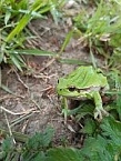 Laubfrosch (Foto: Wiebke Pasligu)