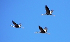 Sie fliegen wieder ein (Foto: Ulrich Reinboth) Sie fliegen wieder ein (Foto: Ulrich Reinboth)