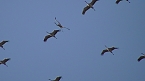 Sie fliegen wieder ein (Foto: Ulrich Reinboth) Sie fliegen wieder ein (Foto: Ulrich Reinboth)