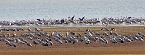 Sie fliegen wieder ein (Foto: Ulrich Reinboth) Sie fliegen wieder ein (Foto: Ulrich Reinboth)