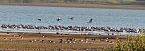 Sie fliegen wieder ein (Foto: Ulrich Reinboth) Sie fliegen wieder ein (Foto: Ulrich Reinboth)