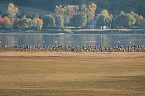 Kranichrast und Menschenauflauf (Foto: P.Blei)