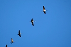 Kranichrast und Menschenauflauf (Foto: P.Blei)