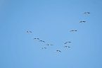 Kranichrast und Menschenauflauf (Foto: P.Blei)