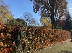 Herbstimpressionen (Foto: Eva Maria Wiegand)