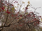 Herbstimpressionen (Foto: Eva Maria Wiegand)