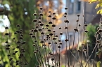 Herbstimpressionen (Foto: Eva Maria Wiegand)