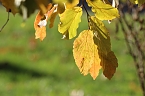 Herbstimpressionen (Foto: Eva Maria Wiegand)