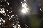 Herbstimpressionen (Foto: Eva Maria Wiegand)