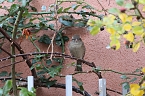 Herbstimpressionen (Foto: Eva Maria Wiegand)