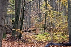 Herbstimpressionen (Foto: Eva Maria Wiegand)