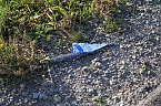 Schulbus mit Laster kollidiert (Foto: Silvio Dietzel)