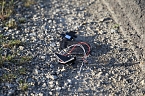 Schulbus mit Laster kollidiert (Foto: Silvio Dietzel)