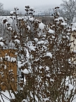 Spaziergang im Schnee (Foto: T.Leipold)