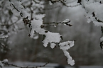 Winter im Kyffh&auml;userwald (Foto: Ulrich Reinboth)